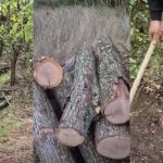 VIDEO Zeci de copaci, tăiați în fondul forestier de stat din Călărași. Moldsilva s-a autosesizat