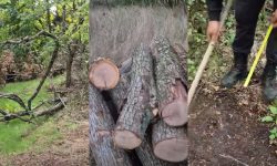 VIDEO Zeci de copaci, tăiați în fondul forestier de stat din Călărași. Moldsilva s-a autosesizat