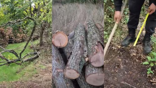 VIDEO Zeci de copaci, tăiați în fondul forestier de stat din Călărași. Moldsilva s-a autosesizat