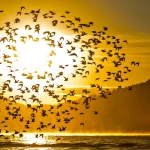 Alertă de dronă în Lituania: Aeroportul din Vilnius, închis, iar avioane NATO mobilizate. „Pericolul” era un stol de păsări