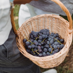 În cadrul Zilei Naționale a Vinului, Republica Moldova își propune să stabilească un record Guinness