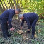 Defrișări în raionul Șoldănești: 34 de arbori au fost tăiați ilegal de persoane necunoscute