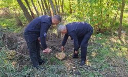 Defrișări în raionul Șoldănești: 34 de arbori au fost tăiați ilegal de persoane necunoscute
