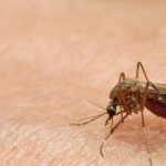 Peste 1.000 de cazuri de West Nile, raportate în Europa de la începutul sezonului