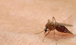 Peste 1.000 de cazuri de West Nile, raportate în Europa de la începutul sezonului