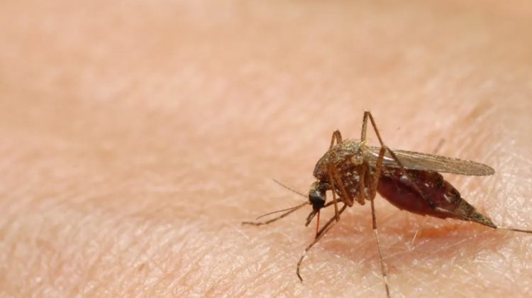 Peste 1.000 de cazuri de West Nile, raportate în Europa de la începutul sezonului