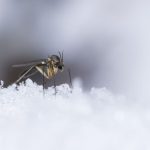 Țânțarul asiatic care rezistă la frig se extinde în Europa: Ce boli ar putea transmite