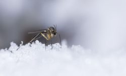 Țânțarul asiatic care rezistă la frig se extinde în Europa: Ce boli ar putea transmite