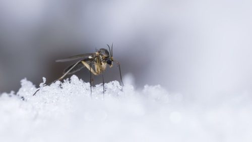 Țânțarul asiatic care rezistă la frig se extinde în Europa: Ce boli ar putea transmite