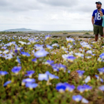 Imagini spectaculoase din Chile: Deșertul Atacama a înflorit după ploile abundente