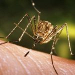 Două cazuri de infecție cu virusul West Nile, confirmate în Moldova. Un caz este de import