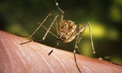 Două cazuri de infecție cu virusul West Nile, confirmate în Moldova. Un caz este de import