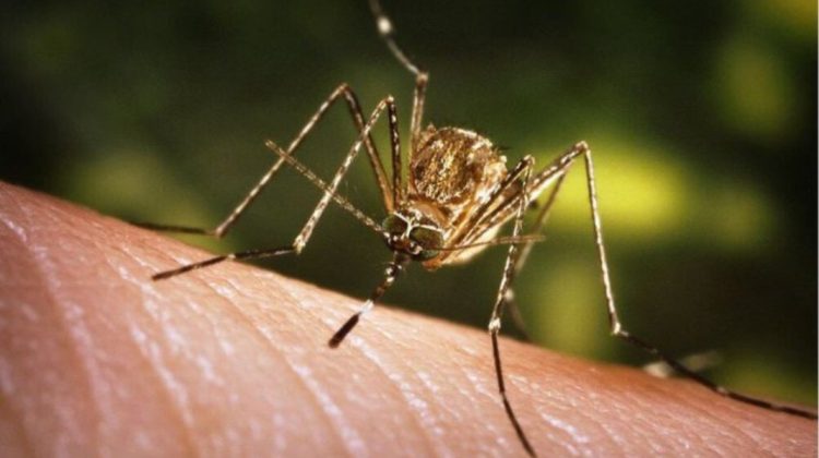 Două cazuri de infecție cu virusul West Nile, confirmate în Moldova. Un caz este de import