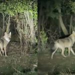 „E lup, uite cât de mare e” – Localnicii din Basarabeasca, speriați de lupii care le sfâșie animalele
