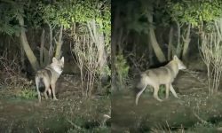 „E lup, uite cât de mare e” – Localnicii din Basarabeasca, speriați de lupii care le sfâșie animalele