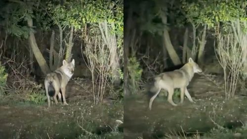„E lup, uite cât de mare e” – Localnicii din Basarabeasca, speriați de lupii care le sfâșie animalele
