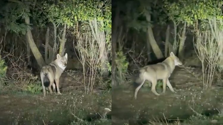 „E lup, uite cât de mare e” – Localnicii din Basarabeasca, speriați de lupii care le sfâșie animalele