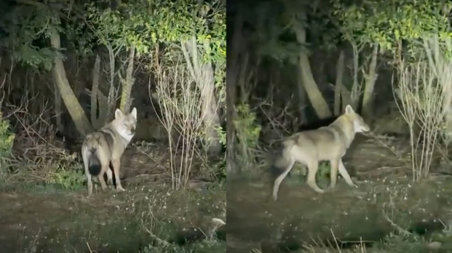 „E lup, uite cât de mare e” – Localnicii din Basarabeasca, speriați de lupii care le sfâșie animalele