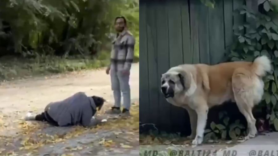VIDEO Pericol pe o stradă din Bălți! Un câine scăpat din ogradă a atacat o femeie