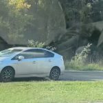VIDEO Accident pe bulevardul Dacia din capitală. O persoană ar fi fost lovită de o mașină