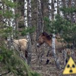 La 40 de ani de la dezastrul nuclear, Cernobîl a devenit un refugiu pentru animalele sălbatice