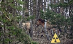 La 40 de ani de la dezastrul nuclear, Cernobîl a devenit un refugiu pentru animalele sălbatice
