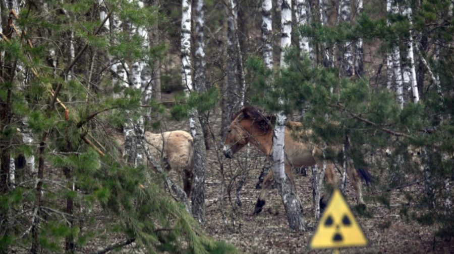 La 40 de ani de la dezastrul nuclear, Cernobîl a devenit un refugiu pentru animalele sălbatice