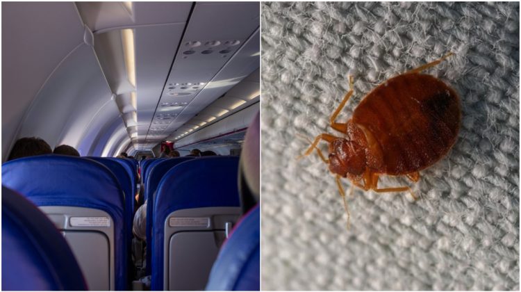 Un avion a fost blocat la sol, din cauza ploșnițelor. Cum ar fi ajuns în aeronavă