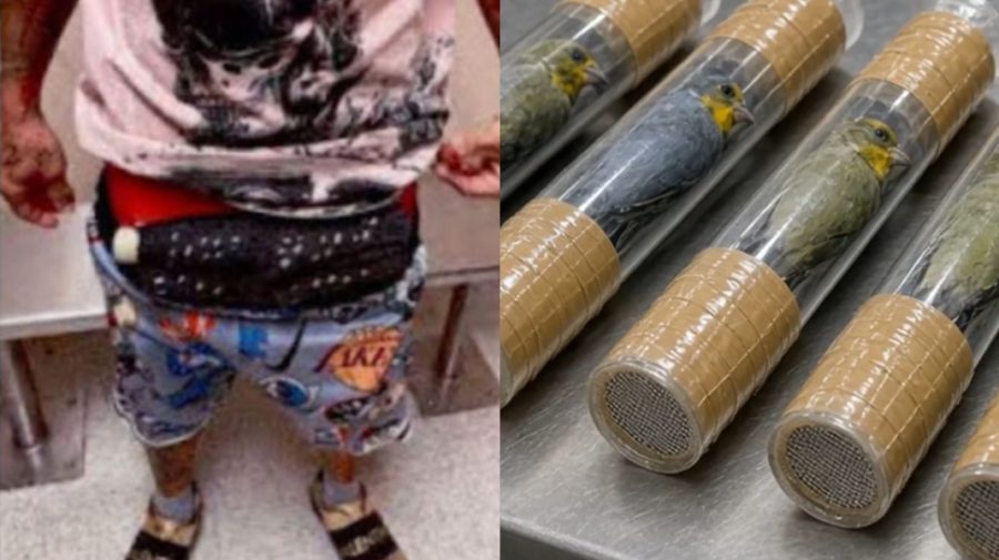 Un bărbat a fost arestat pe Aeroportul din Miami, după ce vameșii l-au prins cu zece păsări vii în pantaloni