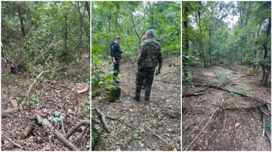 Sute de arbori, distruși în timpul evacuării lemnelor de foc la Fălești. Prejudiciul depășește 100 mii de lei