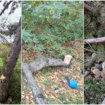 Arbori tăiați ilegal în municipiul Bălți. Prejudiciul estimat depășește 110.000 de lei