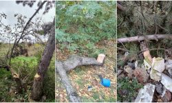 Arbori tăiați ilegal în municipiul Bălți. Prejudiciul estimat depășește 110.000 de lei