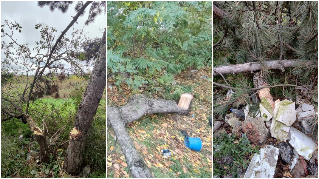 Arbori tăiați ilegal în municipiul Bălți. Prejudiciul estimat depășește 110.000 de lei