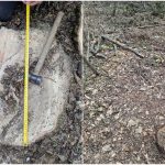Aproape 400 de arbori, tăiați ilegal și camuflați cu pământ: Pagube de peste un milion de lei