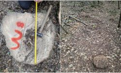 Aproape 400 de arbori, tăiați ilegal și camuflați cu pământ: Pagube de peste un milion de lei