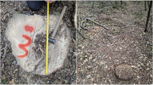 Aproape 400 de arbori, tăiați ilegal și camuflați cu pământ: Pagube de peste un milion de lei