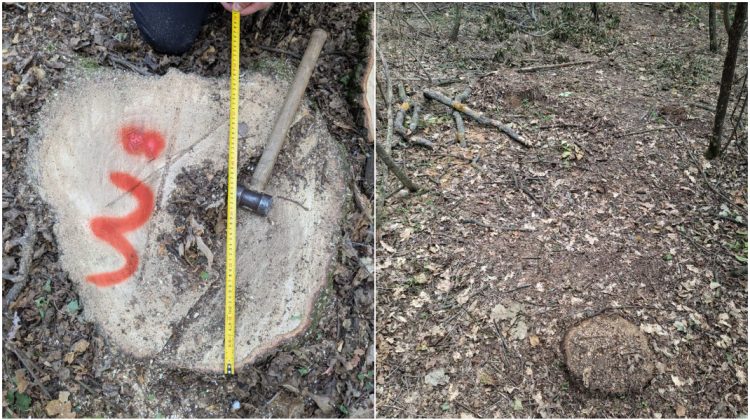Aproape 400 de arbori, tăiați ilegal și camuflați cu pământ: Pagube de peste un milion de lei