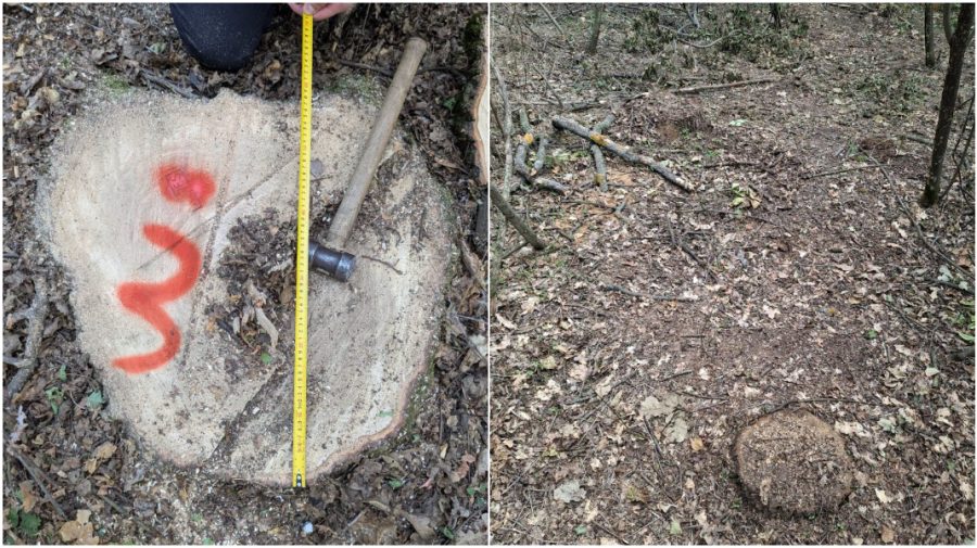 Aproape 400 de arbori, tăiați ilegal și camuflați cu pământ: Pagube de peste un milion de lei