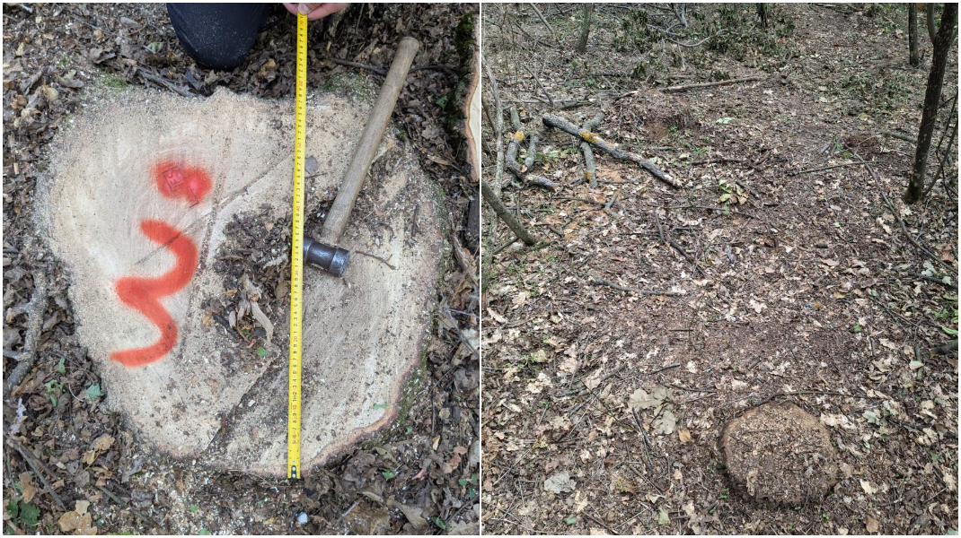 Aproape 400 de arbori, tăiați ilegal și camuflați cu pământ: Pagube de peste un milion de lei