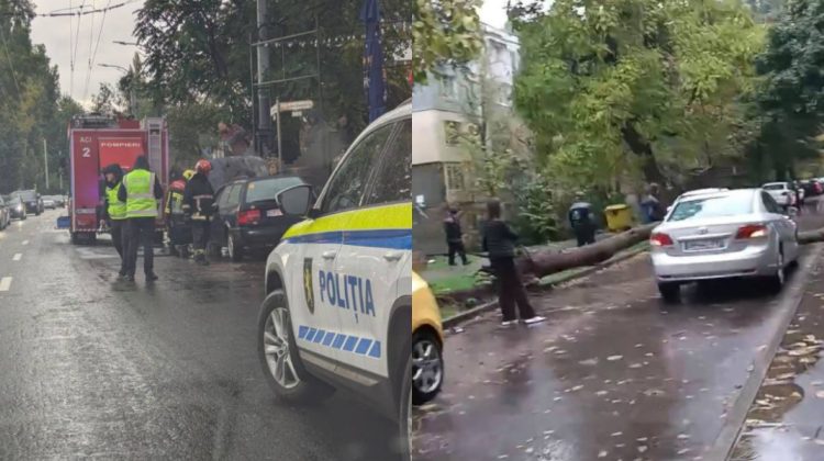 FOTO Ploile au doborât mai mulți copaci în capitală. Spații Verzi a intervenit în șase locații
