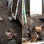 O haită de câini a sfâșiat 86 de păsări. Mărturiile unei femei din raionul Căușeni