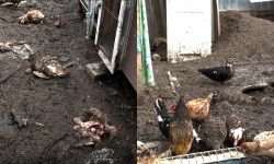 O haită de câini a sfâșiat 86 de păsări. Mărturiile unei femei din raionul Căușeni