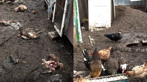 O haită de câini a sfâșiat 86 de păsări. Mărturiile unei femei din raionul Căușeni