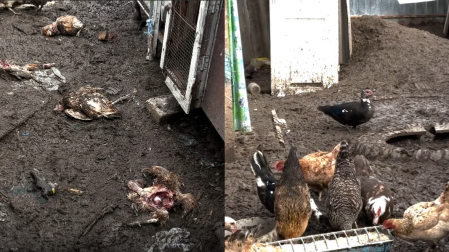 O haită de câini a sfâșiat 86 de păsări. Mărturiile unei femei din raionul Căușeni