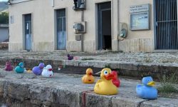 Competiție inedită într-o țară din UE: Moldova a câștigat medalia de bronz la cursa rățuștelor