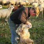 Câte oi, bovine sau păsări poți crește într-o fermă din sat? Limitele prevăzute de noua lege