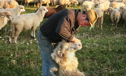 Câte oi, bovine sau păsări poți crește într-o fermă din sat? Limitele prevăzute de noua lege