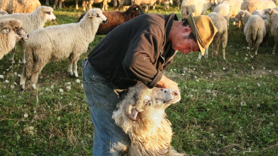 Câte oi, bovine sau păsări poți crește într-o fermă din sat? Limitele prevăzute de noua lege