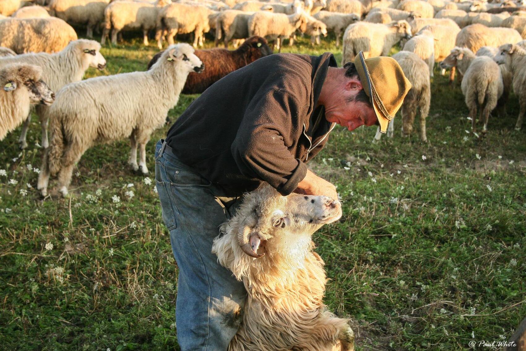 Câte oi, bovine sau păsări poți crește într-o fermă din sat? Limitele prevăzute de noua lege