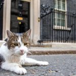 „Am încă cel puțin șase vieți”. Motanul Larry de pe Downing Street revine la reședința premierului, după o intervenție